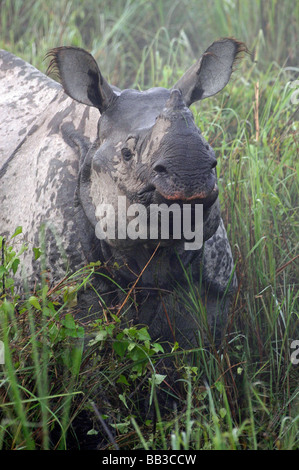 Portrait d'Indien Grand rhinocéros à une corne Rhinoceros unicornis prises dans le parc national de Kaziranga, état de l'Assam, Inde Banque D'Images