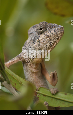 L'Oustalet (alias Géant malgache Caméléon Furcifer oustaleti) prises à Madagascar Banque D'Images