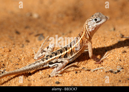 Trois-eyed Lizard Chalaradon madagascariensis pris en Forêt épineuse, Ifaty, Tuléar (Toliara), Madagascar Province Banque D'Images