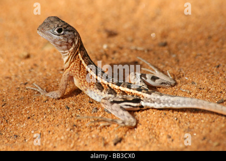 Trois-eyed Lizard Chalaradon madagascariensis pris en Forêt épineuse, Ifaty, Tuléar (Toliara), Madagascar Province Banque D'Images