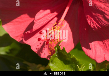 USA, Hawaii, Kauai, Hybiscus rose fleur. (RF) Banque D'Images