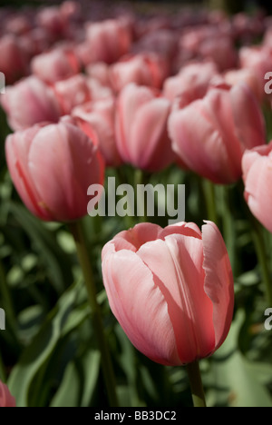 Tulipa 'Salmon Impression' - Darwin hybride (div. 4) Banque D'Images