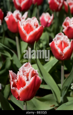 Tulipa 'Canasta' - frangé (div. 7) Banque D'Images