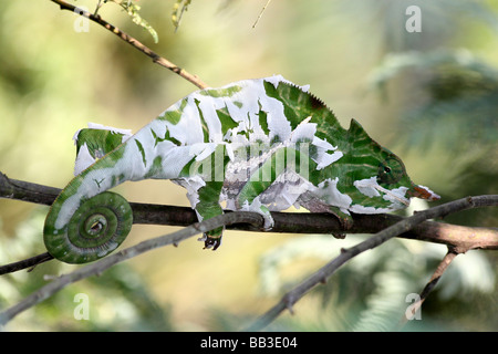 Deux bandes-caméléon Caméléon Furcifer balteatus Rainforest alias Peau de mue à Ranomafana NP, province de Fianarantsoa, Madagascar Banque D'Images