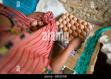 Femme ramasser des œufs, de la Cumbre, à l'extérieur du village de Ixtahuacan, au Guatemala. Banque D'Images