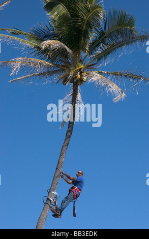 USA, Hawaii, Kauai, Kapaa, man pruning palmier. Banque D'Images