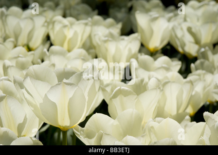 Tulipa Fosteriana 'Purissima' - (div. 13) Banque D'Images