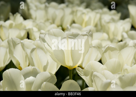 Tulipa Fosteriana 'Purissima' - (div. 13) Banque D'Images