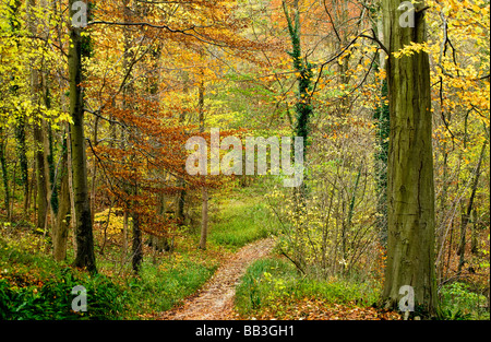 Chemin à travers l'automne de hêtres dans le Gloucestershire England UK Banque D'Images