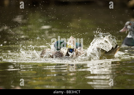 Deux canards colverts combats au début du printemps sur le territoire Banque D'Images