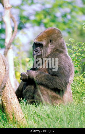 USA, Kentucky, Louisville. Nouvelle exposition à la forêt de gorille zoo. Banque D'Images