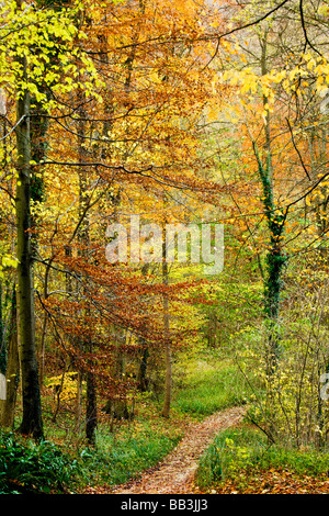 Chemin à travers l'automne de hêtres dans le Gloucestershire England UK Banque D'Images