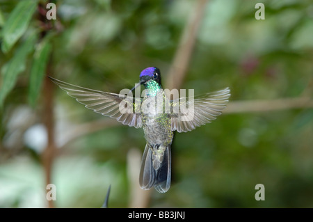 Colibri magnifique, San Gerardo de Dota Cloud Forest, Costa Rica Banque D'Images