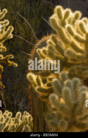 USA, Arizona, Tucson, Saguaro National Park--Ouest. Close-up rétro-éclairé de teddy-bear cholla cactus. Banque D'Images