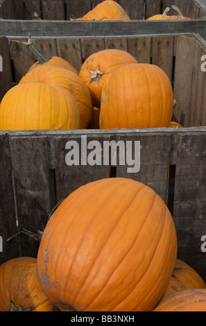 USA, New England, Massachusetts, Natick, Lookout Farm, citrouilles dans des bacs en bois Banque D'Images