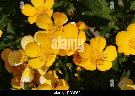 La Renoncule rampante Ranunculus repens famille fleur en macro ou close up detail structure montrant Banque D'Images