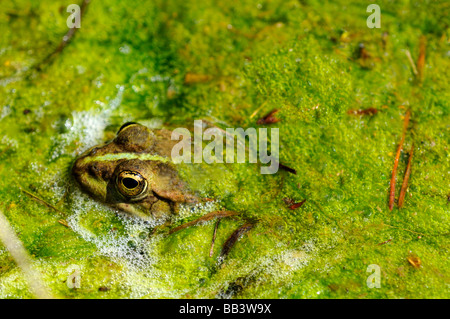 Grenouille comestible, de l'eau, la grenouille Rana esculenta kl Banque D'Images