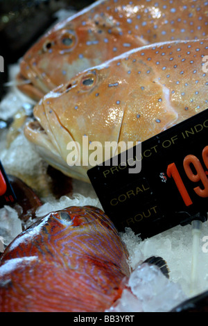 L'etalage de poisson dans le marché aux poissons de Sydney Banque D'Images