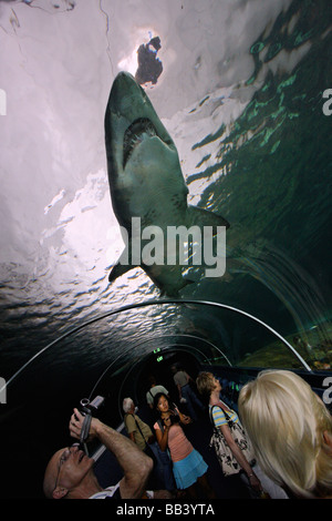 Tunnel de verre acrylique dans l'aquarium de Sydney Banque D'Images