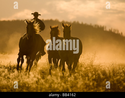 USA, Ohio, Seneca, Ranch Ponderosa. Silhouette d'un wrangler sur l'arrondissement des chevaux au coucher du soleil. Banque D'Images