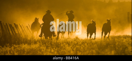 USA, Ohio, Seneca, Ranch Ponderosa. Silhouette de mainteneurs de rassembler les chevaux au coucher du soleil. Banque D'Images