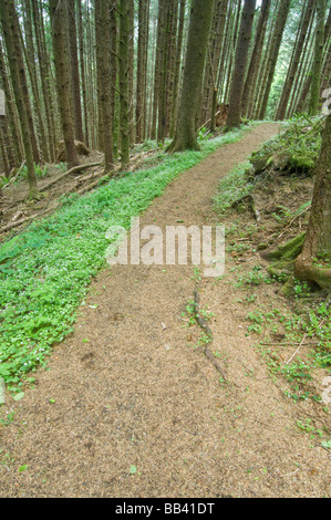 Sentier de la crête de cuisiniers, Cape Perpetua, Suislaw NF, ou, USA Banque D'Images