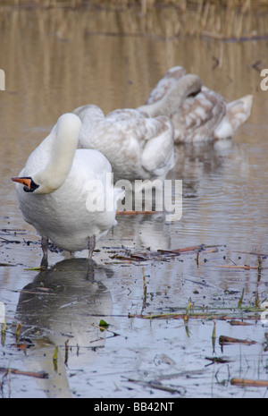 Cygne tuberculé Cygnus olor et deux adultes se lissant cygnets Banque D'Images