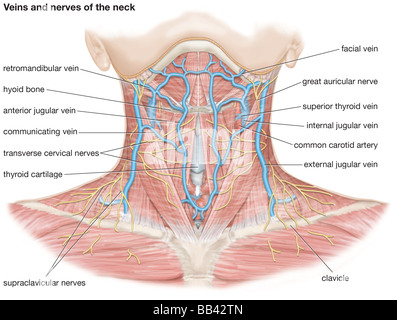 Les veines et les nerfs du cou Banque D'Images
