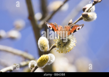 Peacock butterfly Inachis io nouveaux issus de plus de l'hibernation se nourrissant de fleurs de saule de chèvre Banque D'Images