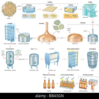 Le processus de préparation, qui fait de l'orge et le houblon dans la bière de boissons alcoolisées. Banque D'Images