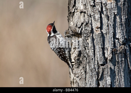 USA - Californie - San Diego County - Lapin de Woodpecker Banque D'Images