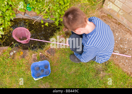 Une vue plongeante sur un jeune garçon attraper les tritons et les poissons avec son filet de pêche dans un petit étang de jardin uk Banque D'Images