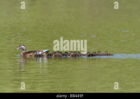 USA - Californie - San Diego County - femelle Canard branchu et les poussins natation à Santee Lakes Banque D'Images