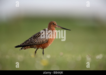 Barge hudsonienne Limosa lapponica Bar queue printemps Yorkshire Banque D'Images