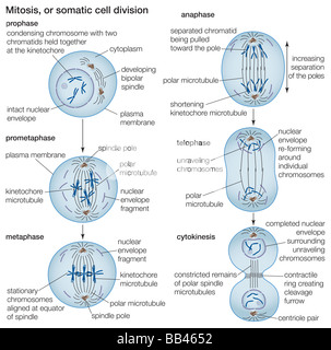 Le processus de la division cellulaire par mitose. Banque D'Images