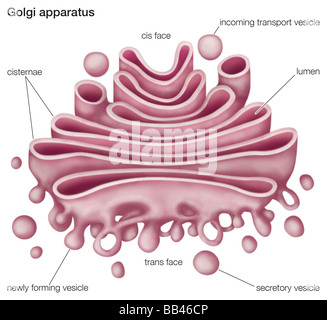 L'appareil de Golgi, ou complexes, joue un rôle important dans la modification et le transport des protéines dans la cellule. Banque D'Images