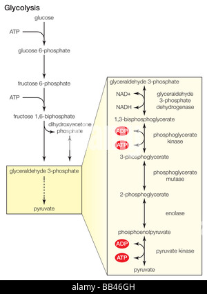 La glycolyse, la dissolution du sucre, s'effectue dans le cytoplasme des cellules. Banque D'Images