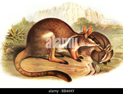 Illustration de lesraccords-footed Rock wallaby-Petrogale xanthopus, Banque D'Images