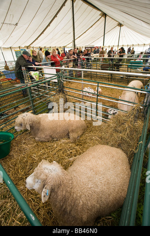 Les ovins des races rares au Cotswold Show 2008, Cirencester, Gloucestershire, Royaume-Uni Banque D'Images