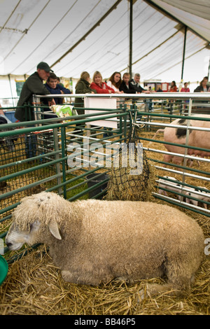 Les ovins des races rares au Cotswold Show 2008, Cirencester, Gloucestershire, Royaume-Uni Banque D'Images