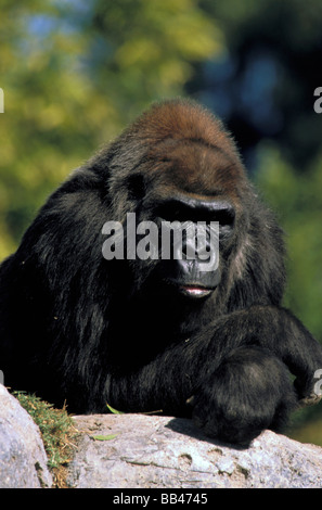 États-unis, Californie, San Diego Zoo. Les gorilles de plaine de l'Ouest en captivité. Banque D'Images