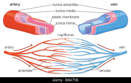 Cross-section montrant les composantes d'artères et de veines Banque D'Images