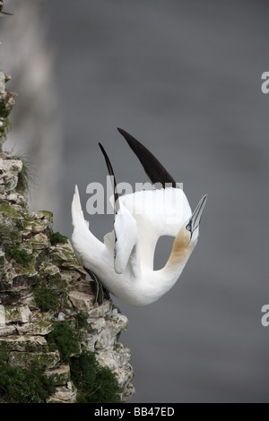 Fou de Bassan Sula bassana Falaises de Bempton RSPB réserver Yorkshire printemps Banque D'Images