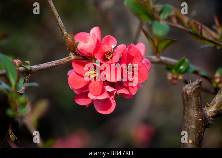 Chaenomeles japonica cognassier ou cydonia japonais au printemps floraison Banque D'Images