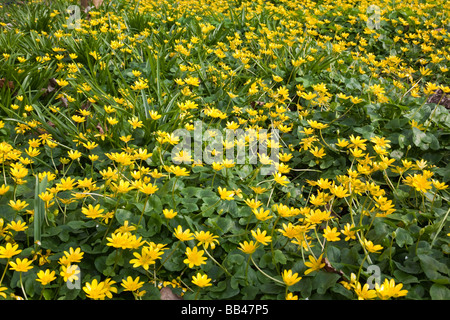 Lesser celandine Ranunculus ficaria aussi connu comme pilewort en fleurs au printemps Banque D'Images