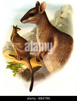 Illustration de l'hibou-Rock wallaby,Petrogale brachyotis s Banque D'Images