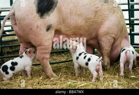 Gloucester vieux spot porcelet suckling avec sow, Gloucestershire, Royaume-Uni Banque D'Images