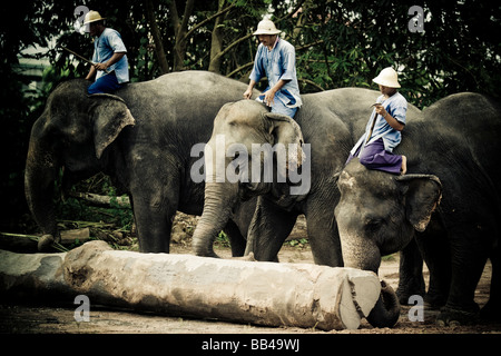 Cornacs donner une démonstration de la façon dont les éléphants d'Asie sont utilisés pour l'exploitation forestière et d'autres travaux lourds pour les touristes visitant la Pattaya E Banque D'Images