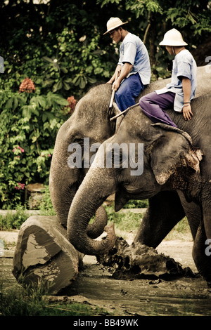 Cornacs donner une démonstration de la façon dont les éléphants d'Asie sont utilisés pour l'exploitation forestière et d'autres travaux lourds pour les touristes visitant la Pattaya E Banque D'Images