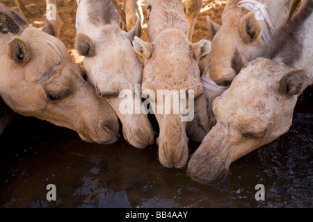 Les chameaux, à Limrat, Nord Kordofan, au Soudan, de l'eau potable avant qu'ils partent pour l'Egypte à être vendus. Banque D'Images